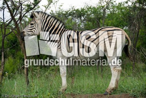 Zebra (21 von 28).jpg